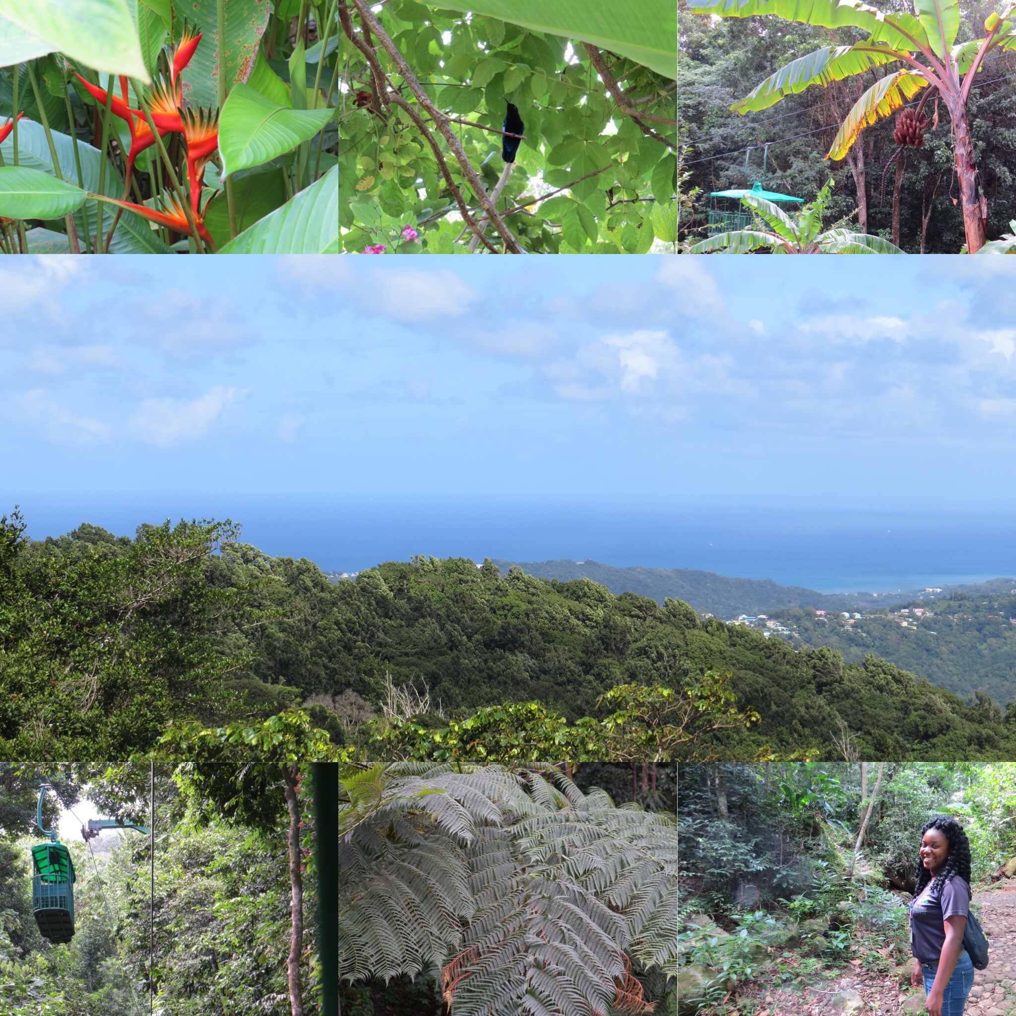 St-Lucia-Rainforest