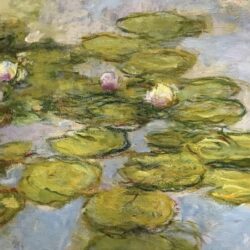 Monet-water-lilies